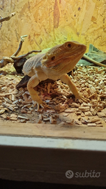 Pogona