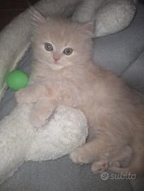 Gattini Persiani