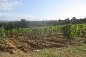 Rif.A0-RR1246| azienda agricola massa marittima