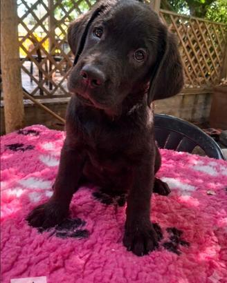 Disponibili cuccioli di labrador