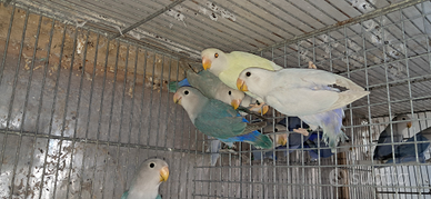 Inseparabili roseicollis