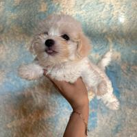 Maltipoo mini