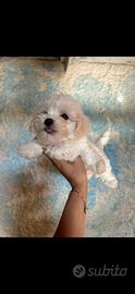Maltipoo mini