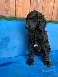 Cuccioli barbone gigante maschi