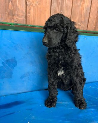 Cuccioli barbone gigante maschi