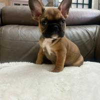Cani bull dog francesi