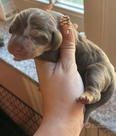 Cuccioli di bassotto