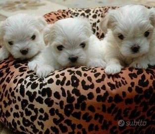 Maltese mini toy