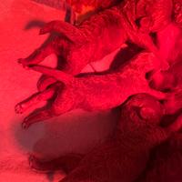 Barboncina Femmina Toy Red