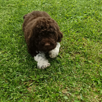 Cuccioli Lagotto romagnolo