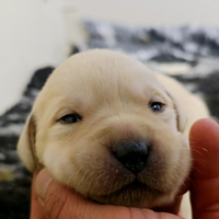 Labrador cuccioli pedigree