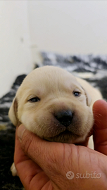 Labrador cuccioli pedigree