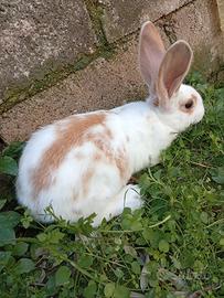 Conigli
