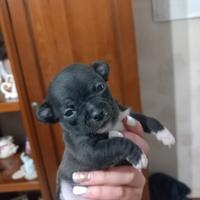 Cuccioli di chiwawa