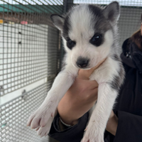 Cuccioli di Husky