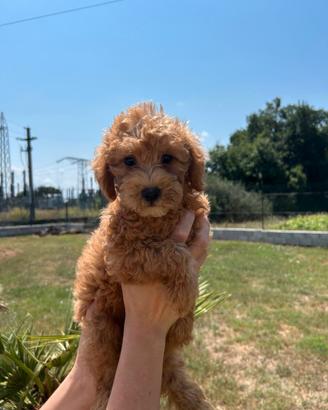Barboncino Nano/toy