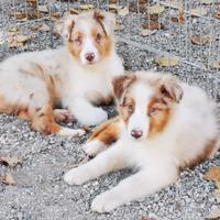 Cucciolo red merle australian shepherd
