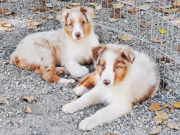 Cucciolo red merle australian shepherd