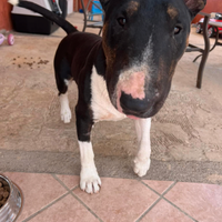 Bull terrier maschio per monta