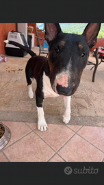 Bull terrier maschio per monta