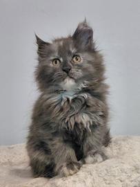 Cuccioli maine coon