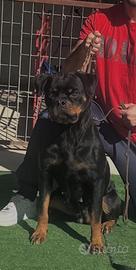 Femmina di Rottweiler