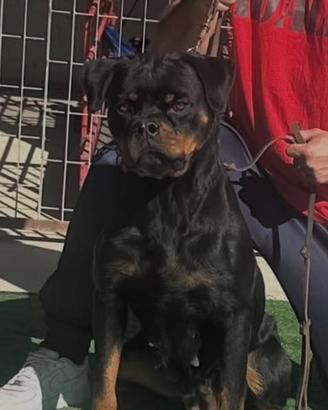 Femmina di Rottweiler