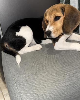 Cucciola di beagle