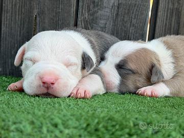 American pitbull terrier