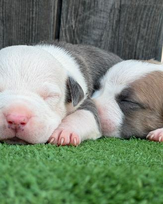 American pitbull terrier