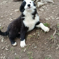 Cucciolo border collie maschio pedigree