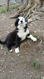 Cucciolo border collie maschio pedigree
