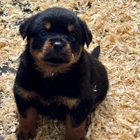 Cuccioli Rottweiler