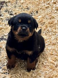 Cuccioli Rottweiler