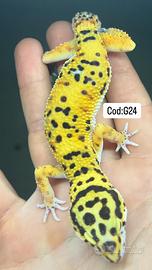 Gechi leopardini