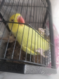 Parrocchetto dal collare mutato