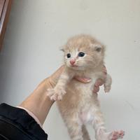 Gattini