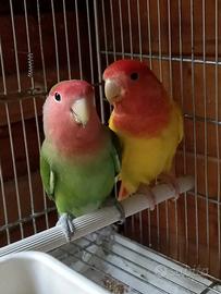 Inseparabili coppia