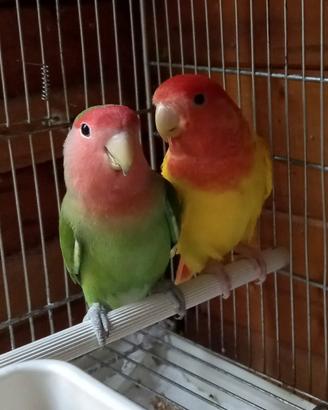 Inseparabili coppia