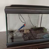 Acquario Cayman 60litri