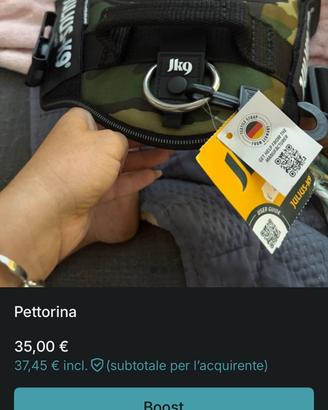 Pettorina