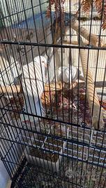 Coppia tortora dal collare bianca