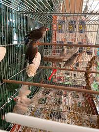 Novelli diamantini mandarini