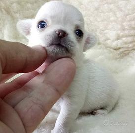 Stupendi chihuahua pedigree Enci