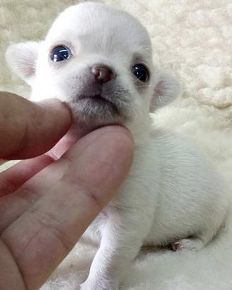 Stupendi chihuahua pedigree Enci