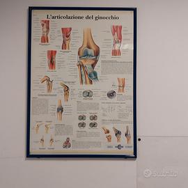 Poster Il ginocchio