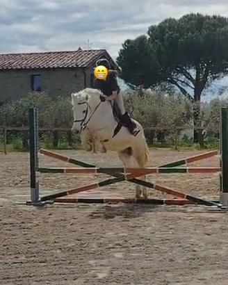 Pony h 147 castrone