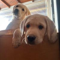 Ultimo cucciolo di Labrador