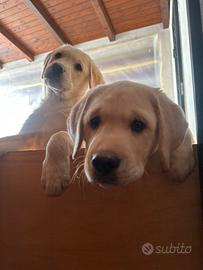 Ultimo cucciolo di Labrador