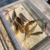 Carpe Koi 8/25 cm